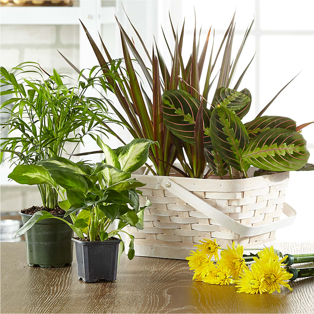 Florist Designed Blooming and Green Plants in a Basket – Branch Floral Designs, Nyssa OR