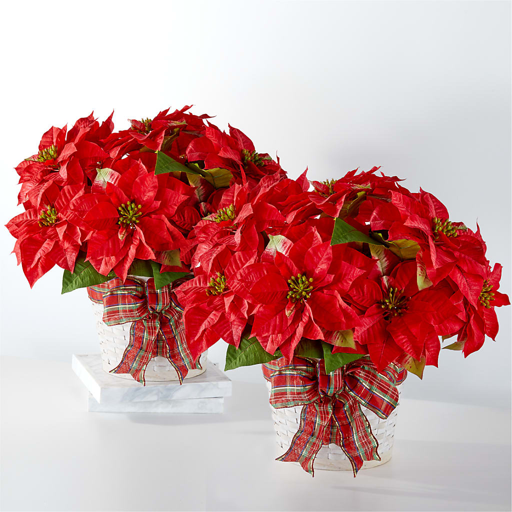 Happiest Holidays Poinsettia Bundle – Branch Floral Designs, Nyssa OR
