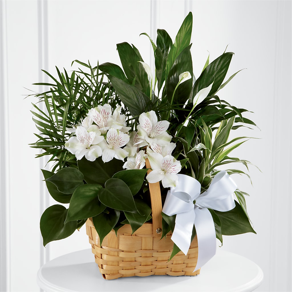 Peace & Serenity Dishgarden – Branch Floral Designs, Nyssa OR