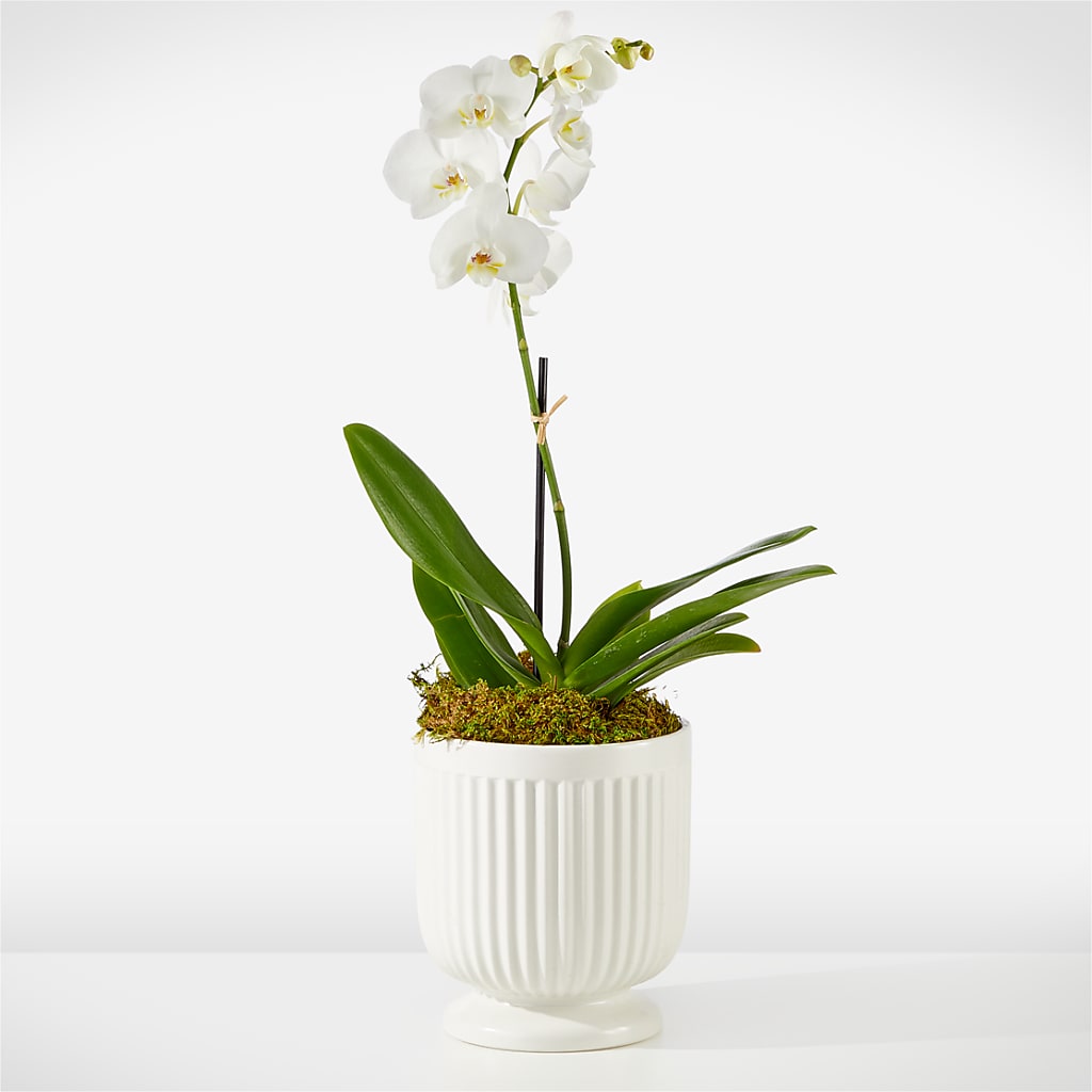 Whispering White Orchid – Branch Floral Designs, Nyssa OR