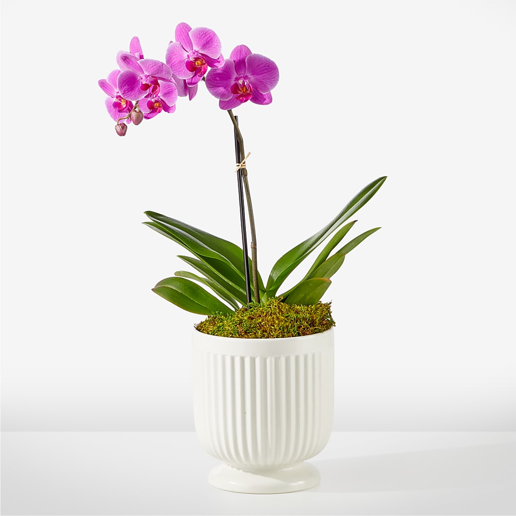 Friendly Fuchsia Orchid – Branch Floral Designs, Nyssa OR