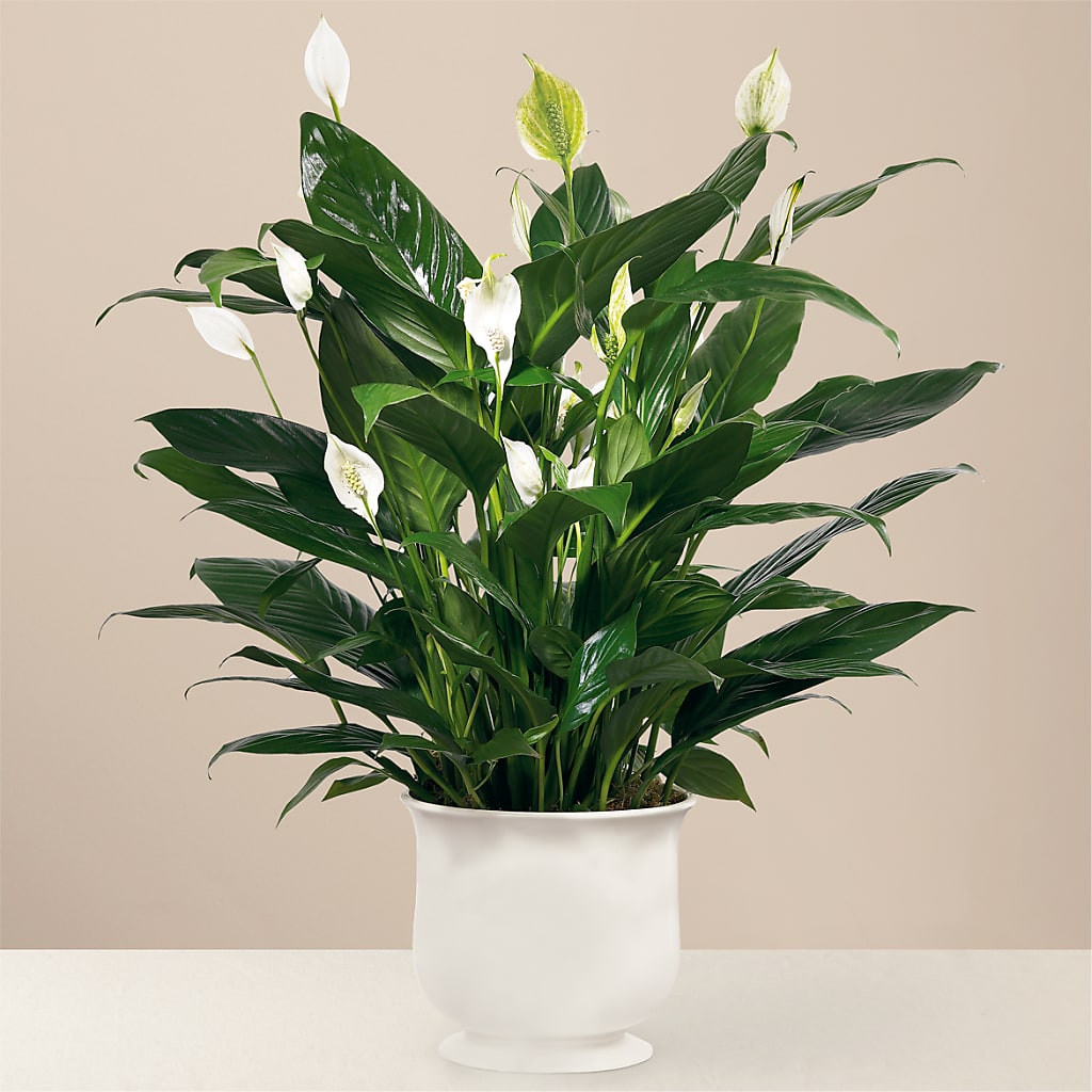 Comfort Planter – Branch Floral Designs, Nyssa OR
