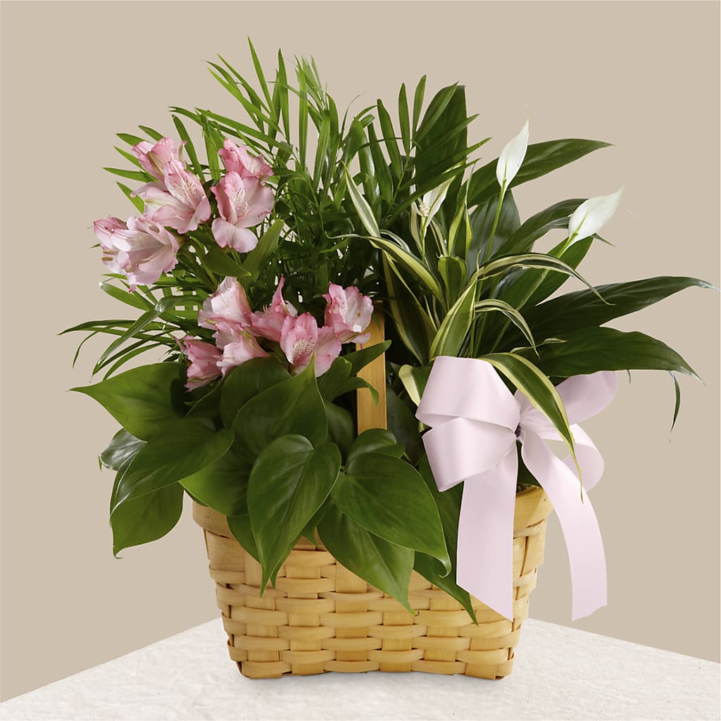Living Spirit Dishgarden – Branch Floral Designs, Nyssa OR