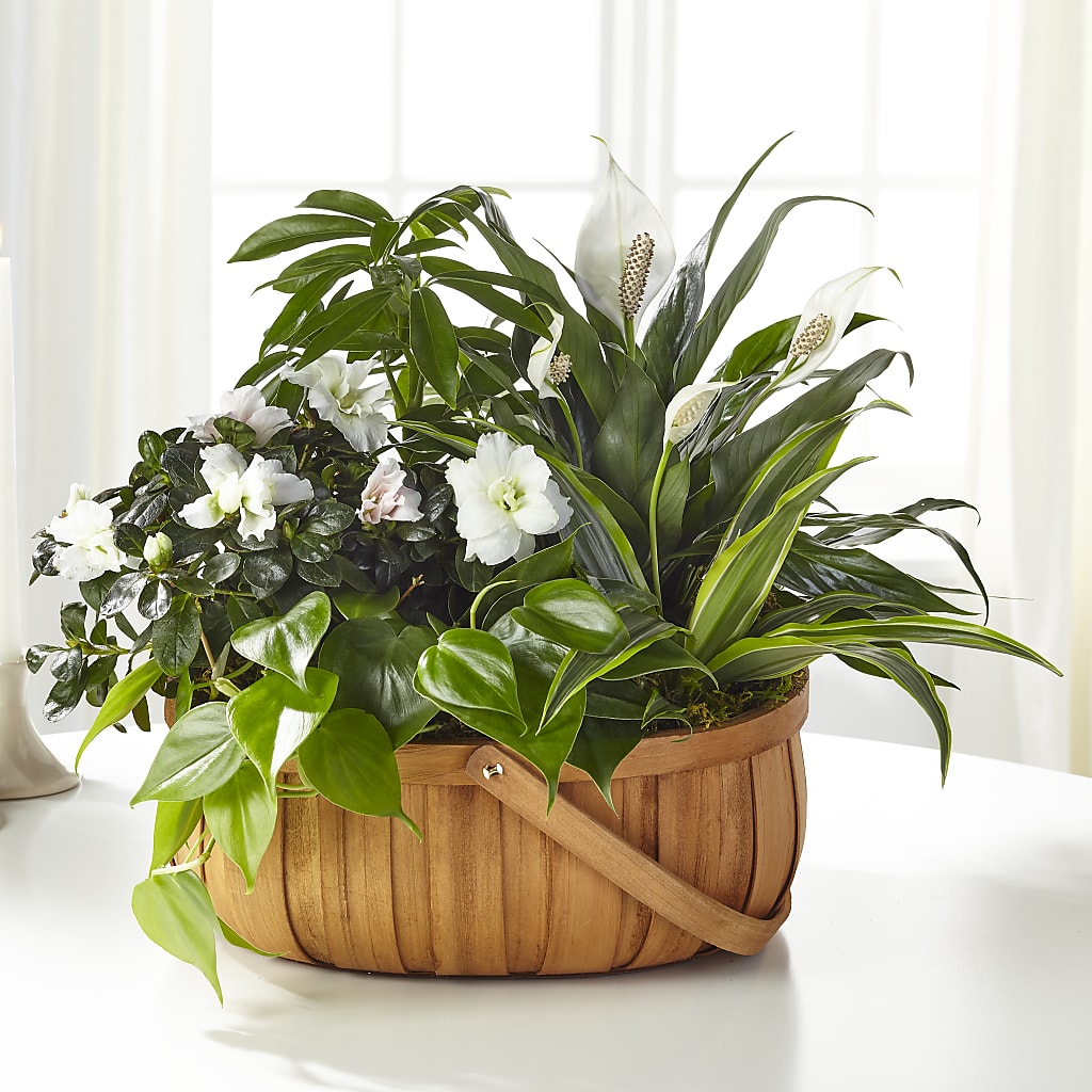 Serene Dishgarden – Branch Floral Designs, Nyssa OR