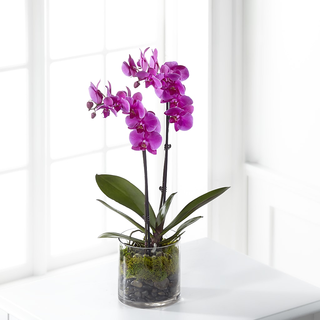 Pink Orchid Plant – Branch Floral Designs, Nyssa OR