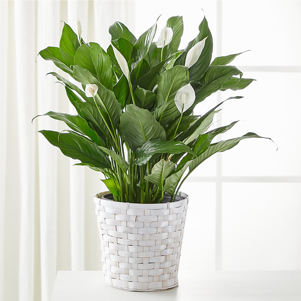 A New Leaf Peace Lily – Branch Floral Designs, Nyssa OR