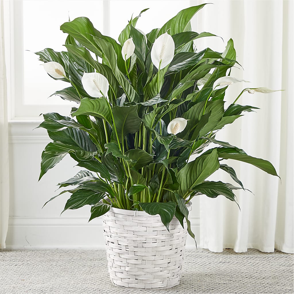 A New Leaf Peace Lily – Branch Floral Designs, Nyssa OR