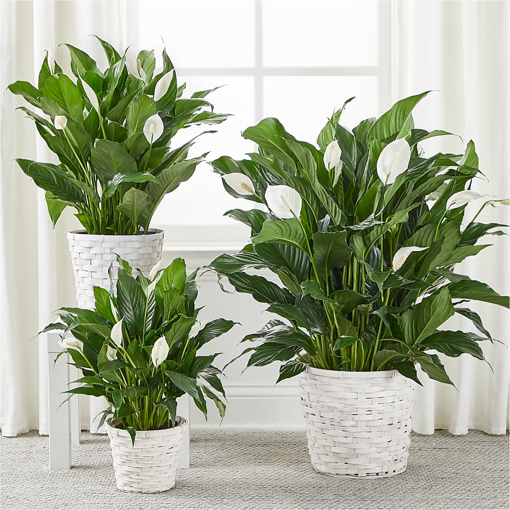 A New Leaf Peace Lily – Branch Floral Designs, Nyssa OR