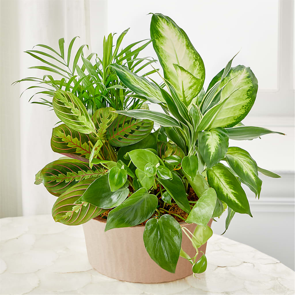 Balance & Harmony Dishgarden – Branch Floral Designs, Nyssa OR