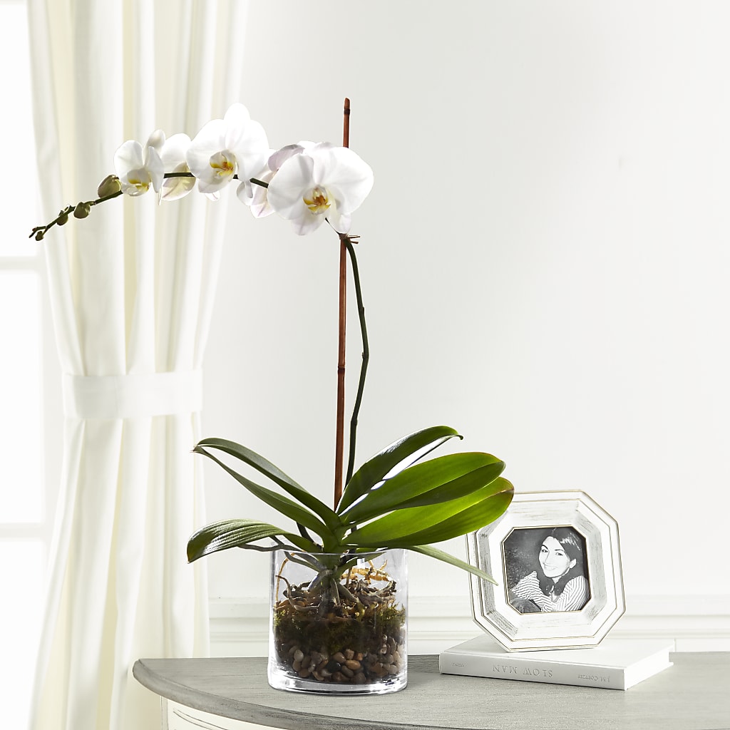 White Orchid Planter – Branch Floral Designs, Nyssa OR