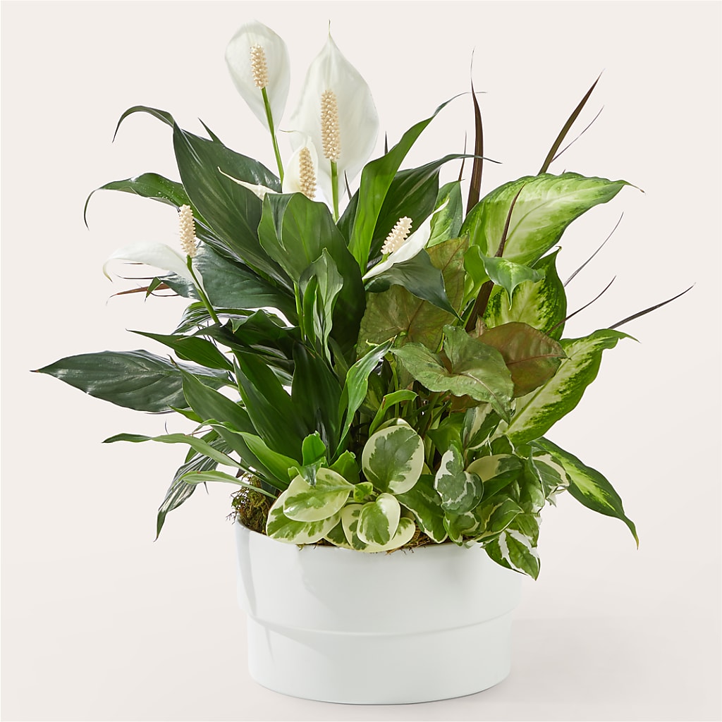 Radiating Positivity Dishgarden – Branch Floral Designs, Nyssa OR