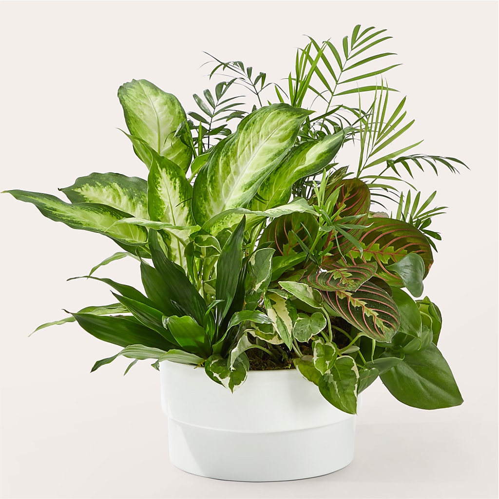 Radiating Positivity Dishgarden – Branch Floral Designs, Nyssa OR