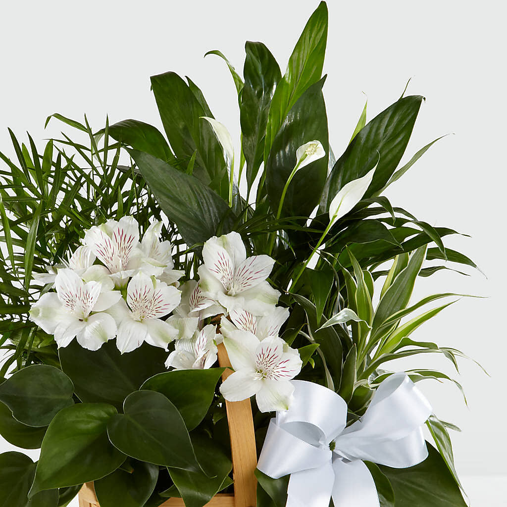 Peace & Serenity Dishgarden –  Branch Floral Designs, Nyssa OR