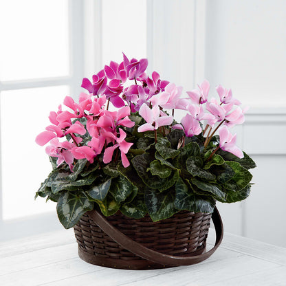 Mixed Cyclamen Planter –  Branch Floral Designs, Nyssa OR