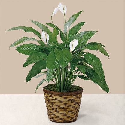 Tranquil Moments Peace Lily Plant –  Branch Floral Designs, Nyssa OR