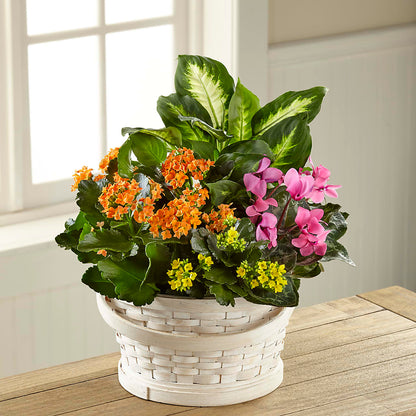 Color Crush Dishgarden –  Branch Floral Designs, Nyssa OR