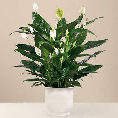Comfort Planter –  Branch Floral Designs, Nyssa OR