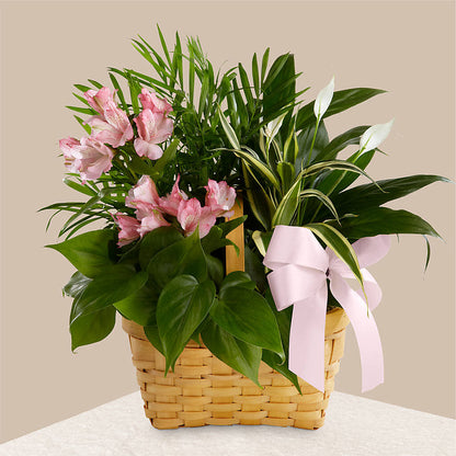 Living Spirit Dishgarden –  Branch Floral Designs, Nyssa OR