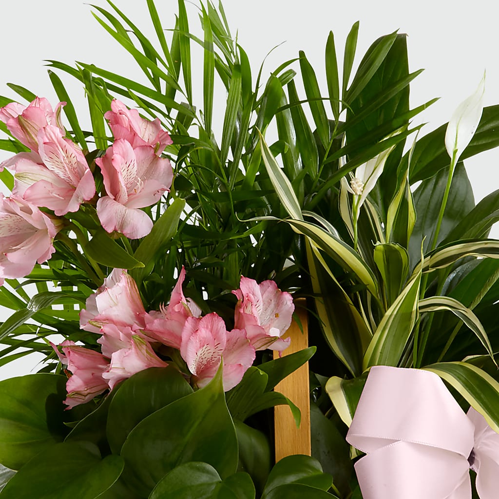 Living Spirit Dishgarden –  Branch Floral Designs, Nyssa OR
