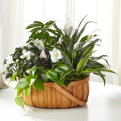 Serene Dishgarden –  Branch Floral Designs, Nyssa OR