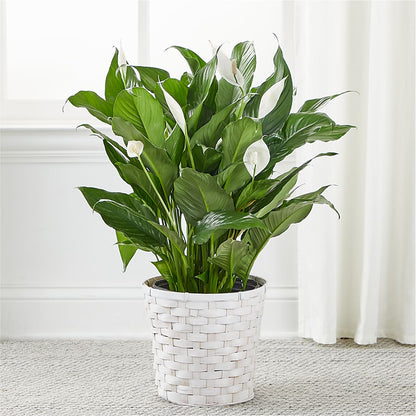 A New Leaf Peace Lily –  Branch Floral Designs, Nyssa OR