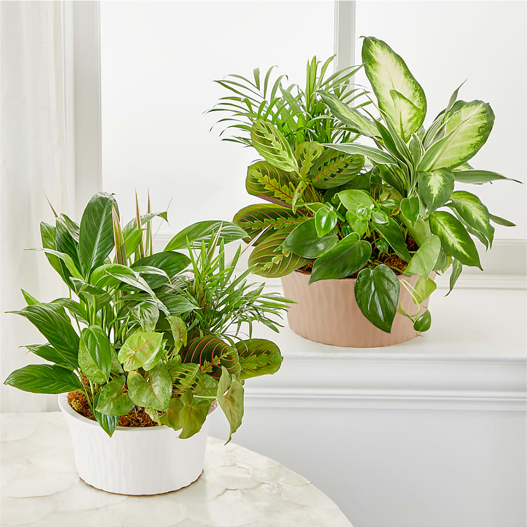 Balance & Harmony Dishgarden –  Branch Floral Designs, Nyssa OR