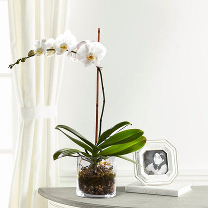 White Orchid Planter –  Branch Floral Designs, Nyssa OR